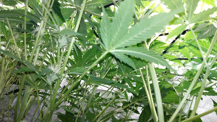 MAC 1 ( 2 ème plante ). Week 6