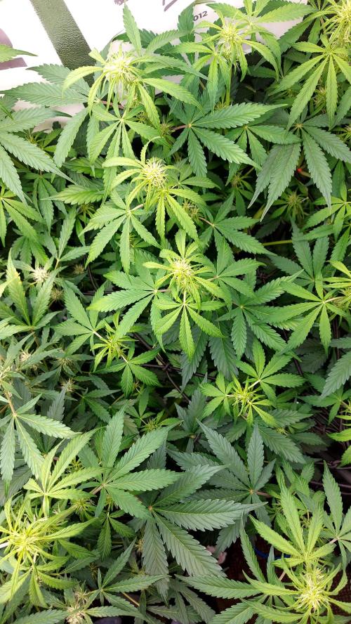 MAC 1 ( 2 ème plante ). Week 6
