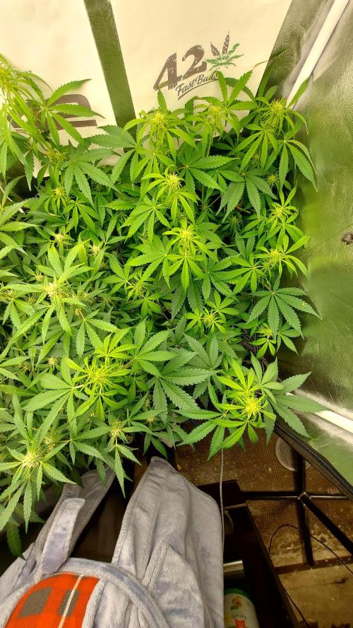 MAC 1 ( 2 ème plante ). Week 6