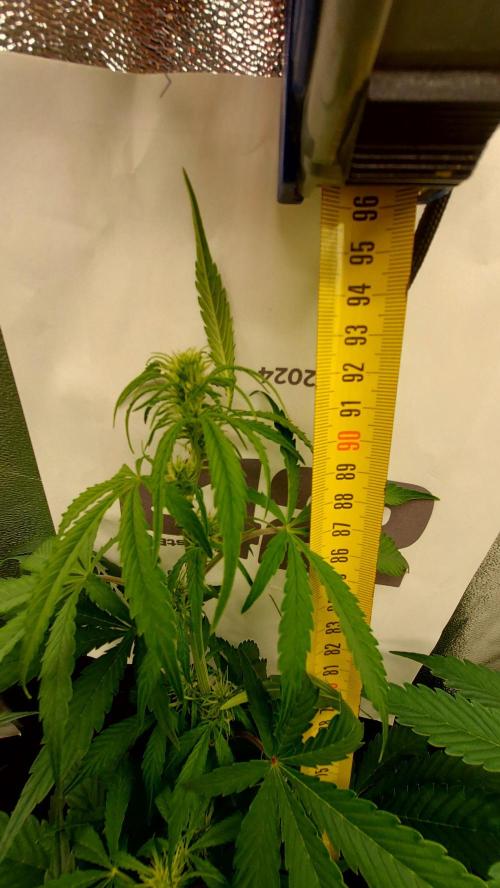 MAC 1 ( 2 ème plante ). Week 6