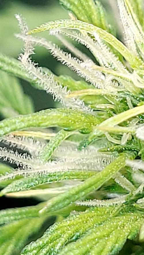 MAC 1 ( 2 ème plante ). Week 6