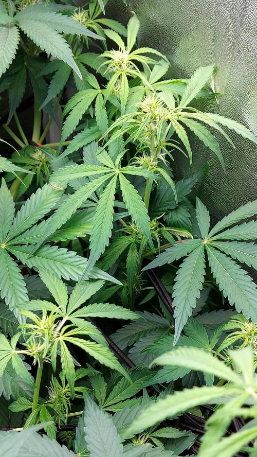 MAC 1 ( 2 ème plante ). Week 6