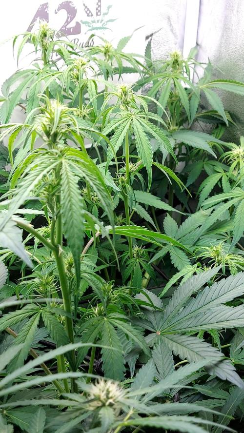 MAC 1 ( 2 ème plante ). Week 6