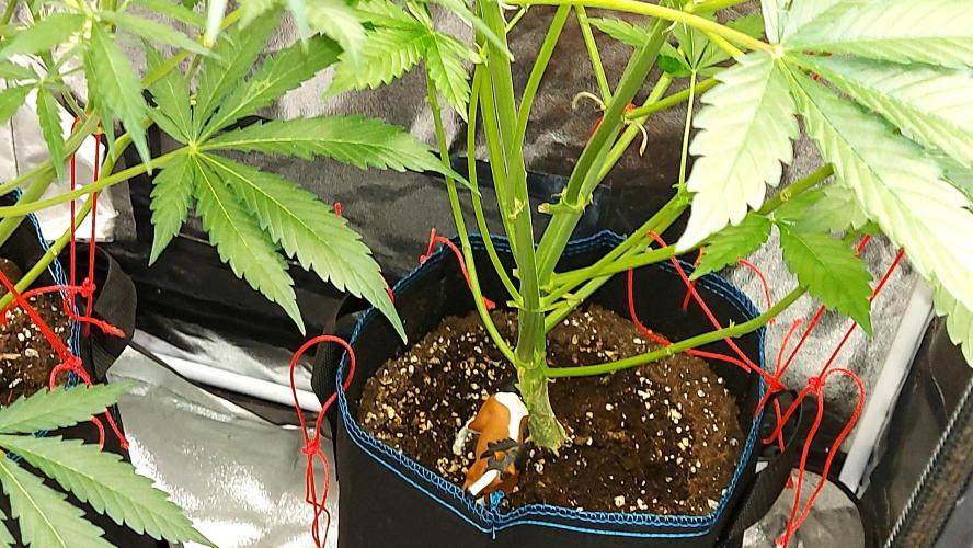 MAC1 Autoflower. Week 6