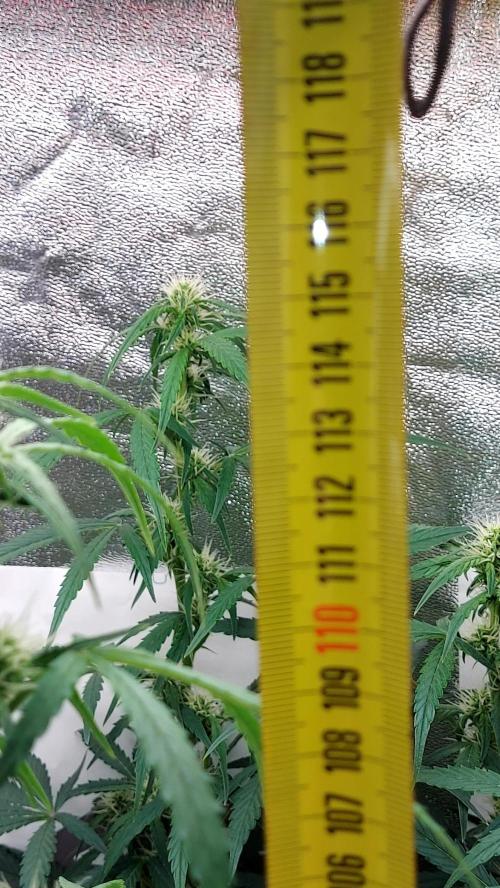SPIRIT MAC 1 ( 2 ème plante ). Week 7