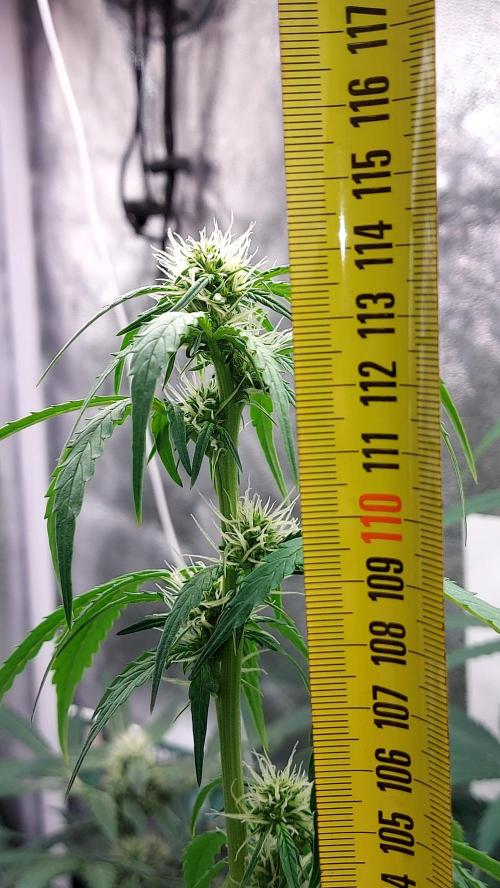 SPIRIT MAC 1 ( 2 ème plante ). Week 7