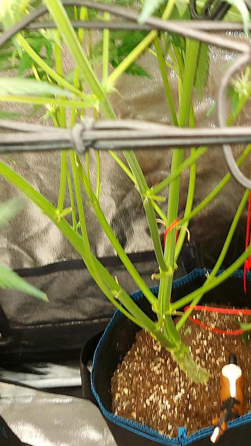 SPIRIT MAC 1 ( 2 ème plante ). Week 7