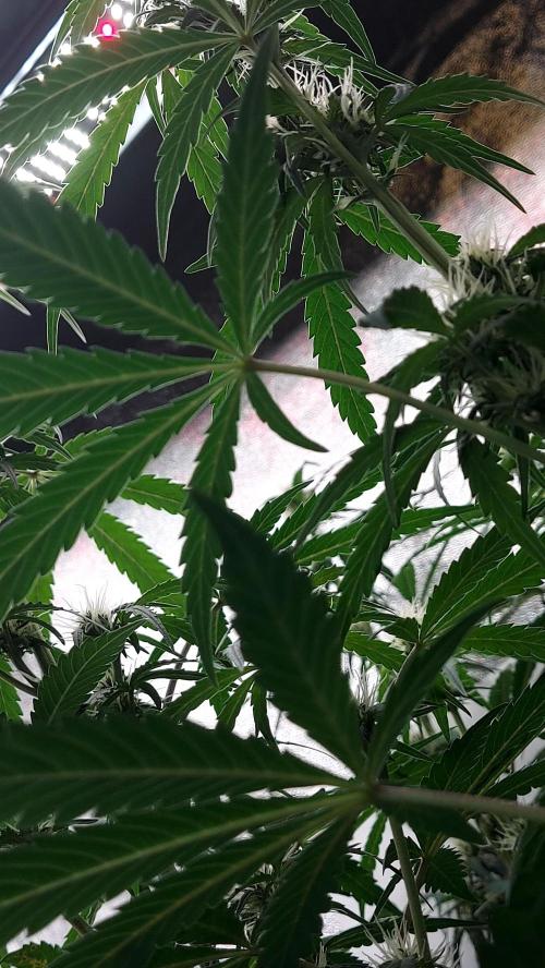 SPIRIT MAC 1 ( 2 ème plante ). Week 7