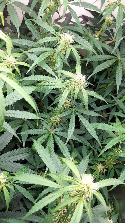 SPIRIT MAC 1 ( 2 ème plante ). Week 7
