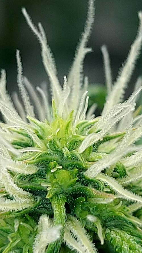 SPIRIT MAC 1 ( 2 ème plante ). Week 7