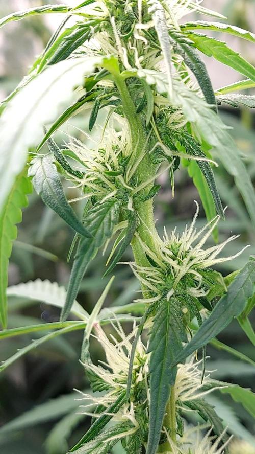 SPIRIT MAC 1 ( 2 ème plante ). Week 7