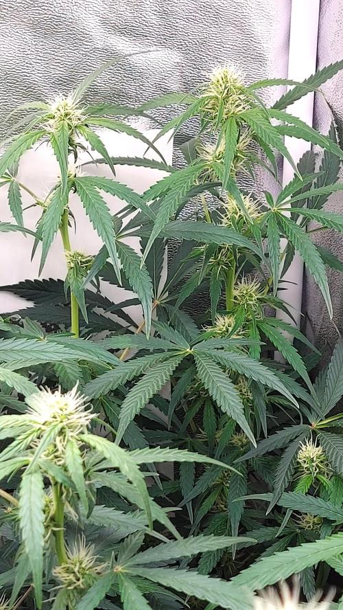 SPIRIT MAC 1 ( 2 ème plante ). Week 7