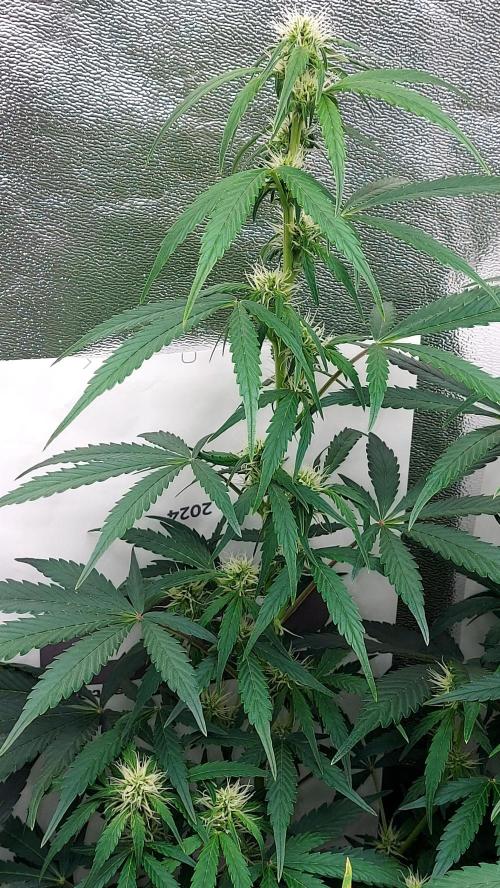 SPIRIT MAC 1 ( 2 ème plante ). Week 7
