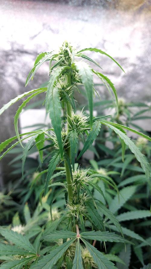 SPIRIT MAC 1 ( 2 ème plante ). Week 7