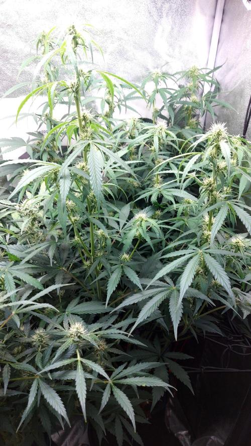 SPIRIT MAC 1 ( 2 ème plante ). Week 7