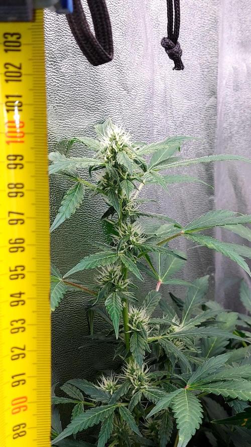 BEE HAPPY MAC 1 AUTOFLORAISON AUTOPOT. Week 7