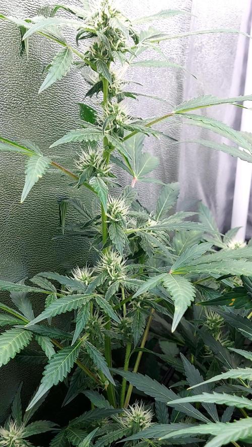 BEE HAPPY MAC 1 AUTOFLORAISON AUTOPOT. Week 7