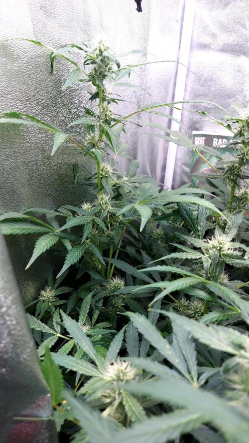 BEE HAPPY MAC 1 AUTOFLORAISON AUTOPOT. Week 7