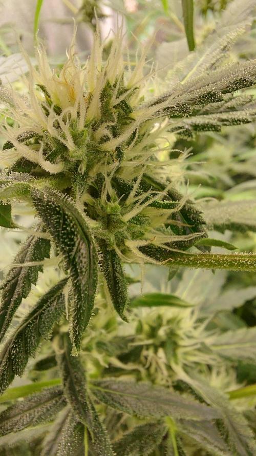 BEE HAPPY MAC 1 AUTOFLORAISON AUTOPOT. Week 7