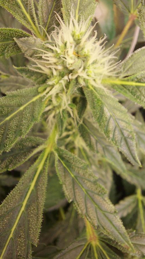 BEE HAPPY MAC 1 AUTOFLORAISON AUTOPOT. Week 7
