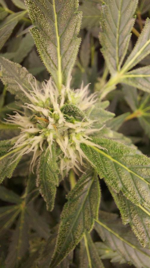 BEE HAPPY MAC 1 AUTOFLORAISON AUTOPOT. Week 7