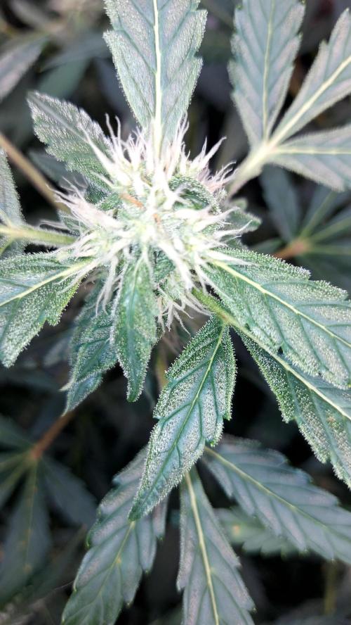 BEE HAPPY MAC 1 AUTOFLORAISON AUTOPOT. Week 7