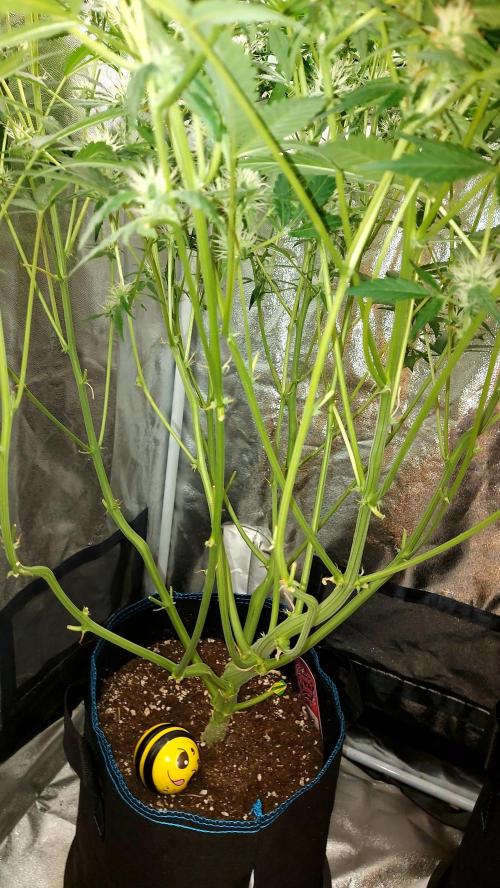 BEE HAPPY MAC 1 AUTOFLORAISON AUTOPOT. Week 7