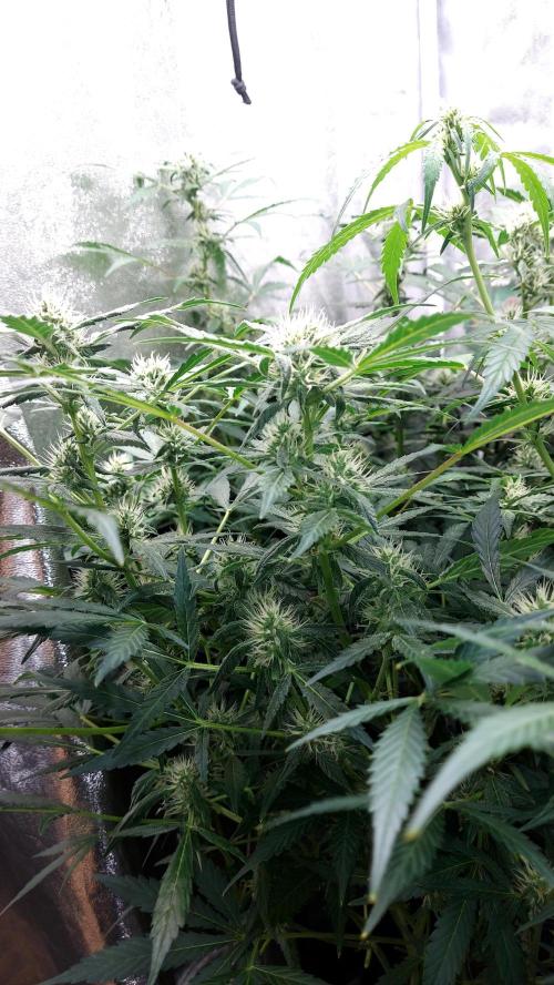 BEE HAPPY MAC 1 AUTOFLORAISON AUTOPOT. Week 7