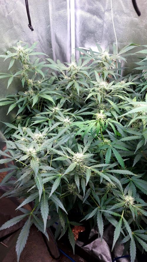 BEE HAPPY MAC 1 AUTOFLORAISON AUTOPOT. Week 7