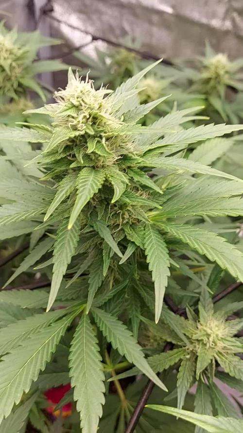 DORA frostbanger auto expérience