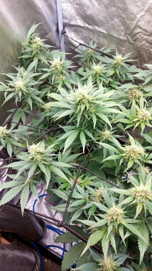 DORA frostbanger auto expérience. Week 7
