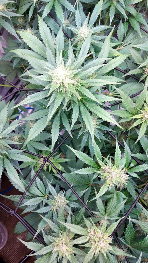 DORA frostbanger auto expérience. Week 7