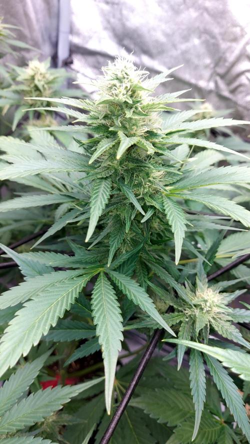 DORA frostbanger auto expérience. Week 7