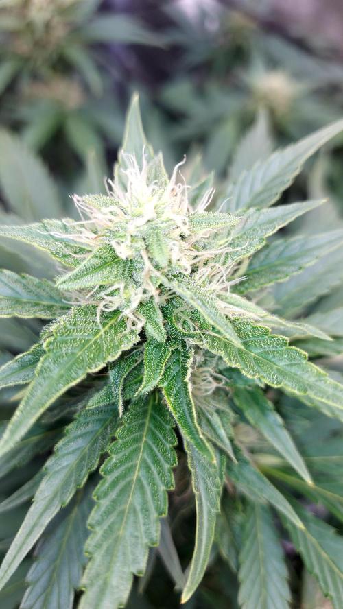 DORA frostbanger auto expérience. Week 7