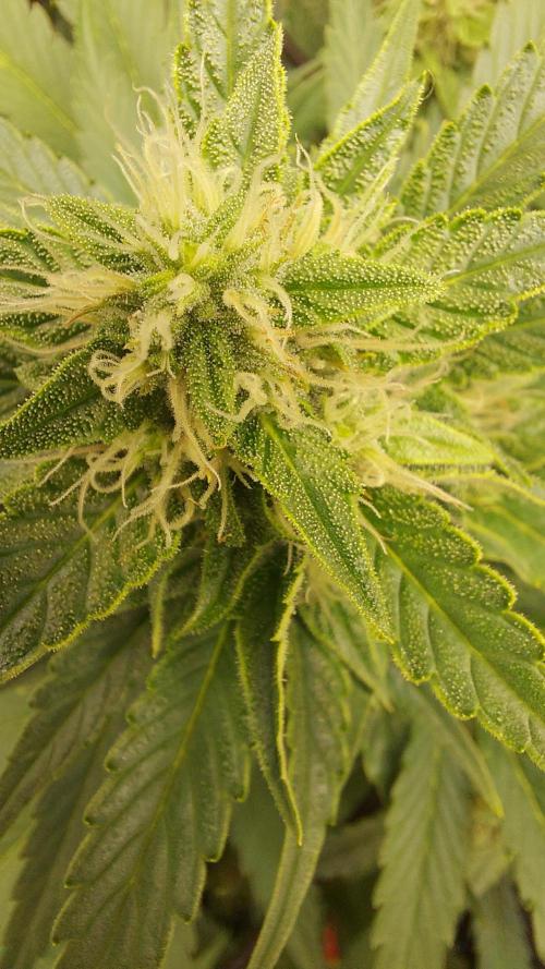 DORA frostbanger auto expérience. Week 7