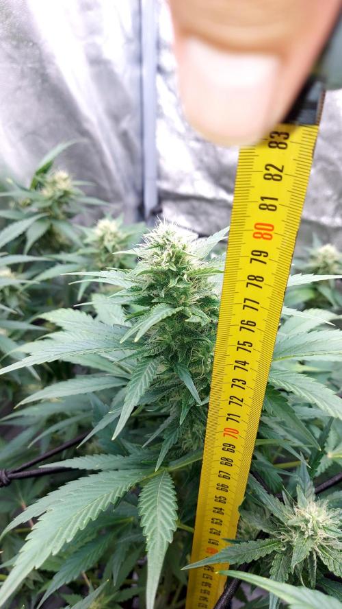 DORA frostbanger auto expérience. Week 7