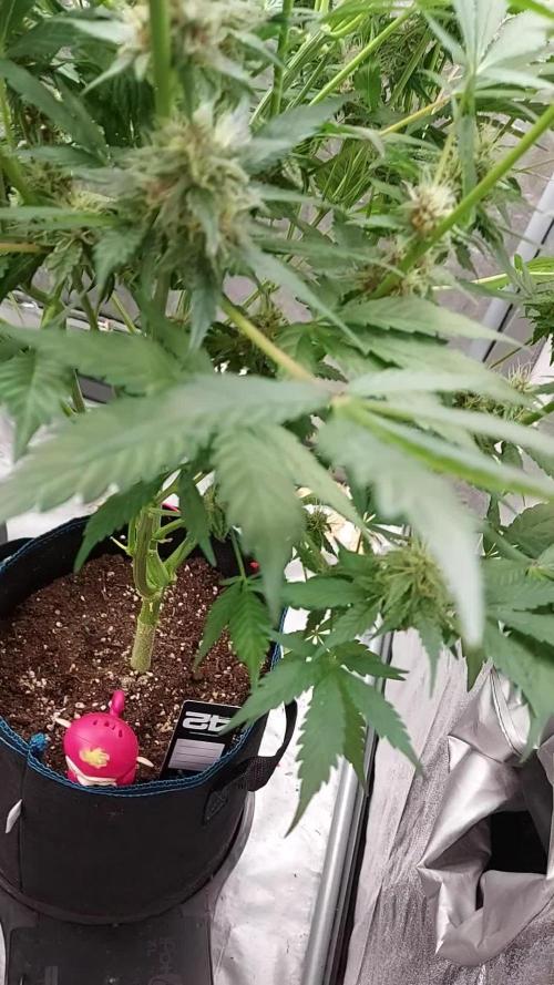 BABOUCH frostbanger ( essais Autopots, )