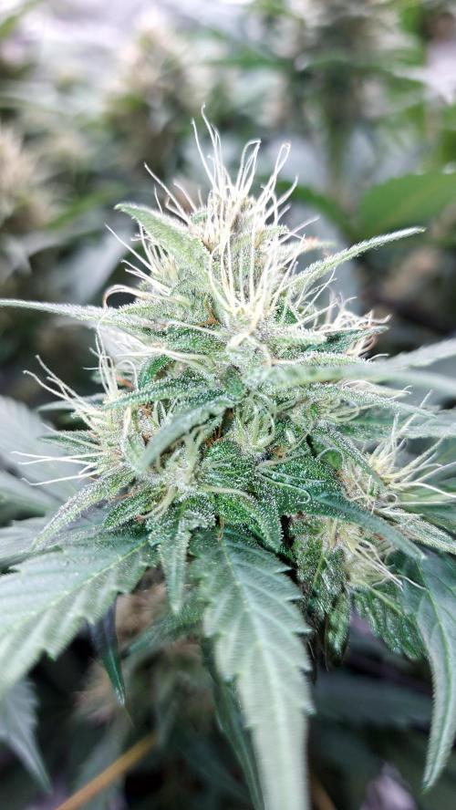 BABOUCH frostbanger ( essais Autopots, ). Week 7