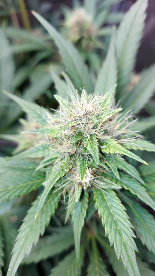 BABOUCH frostbanger ( essais Autopots, ). Week 7
