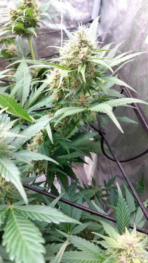 BABOUCH frostbanger ( essais Autopots, ). Week 7