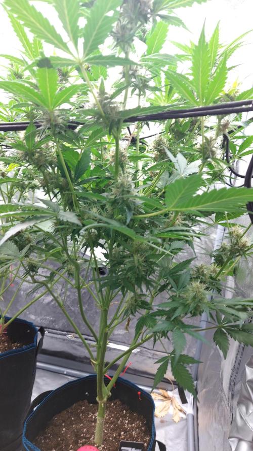 BABOUCH frostbanger ( essais Autopots, ). Week 7