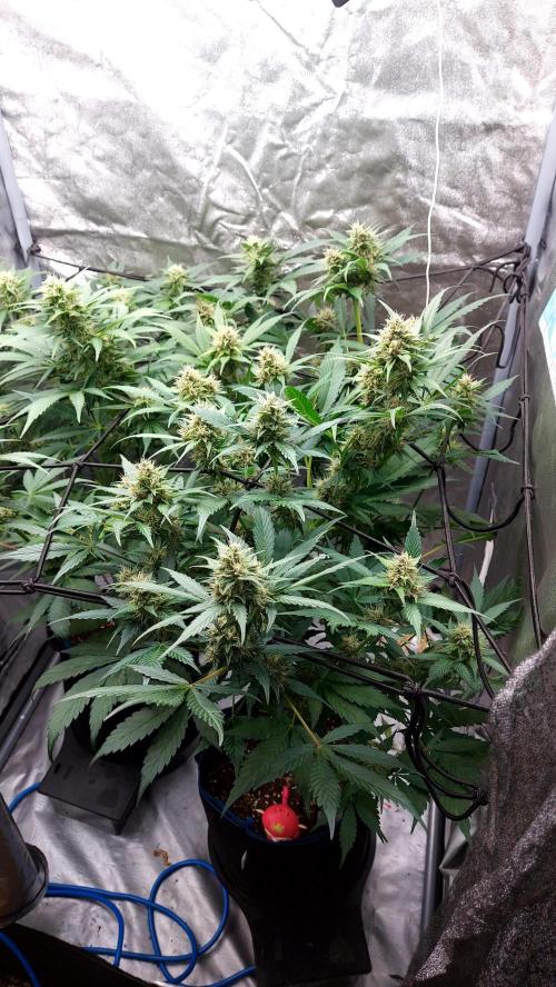 BABOUCH frostbanger ( essais Autopots, ). Week 7