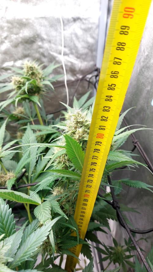 BABOUCH frostbanger ( essais Autopots, ). Week 7