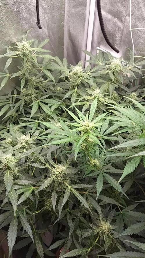 SPIRIT MAC 1 ( 2 ème plante )