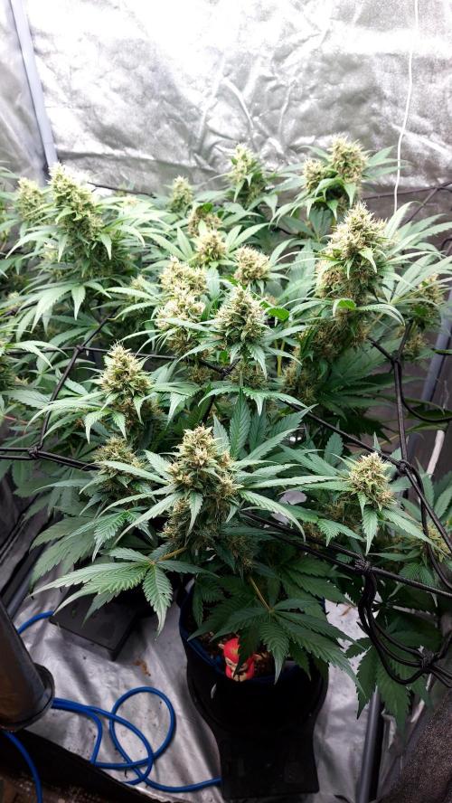 BABOUCH frostbanger ( essais Autopots, ). Week 8
