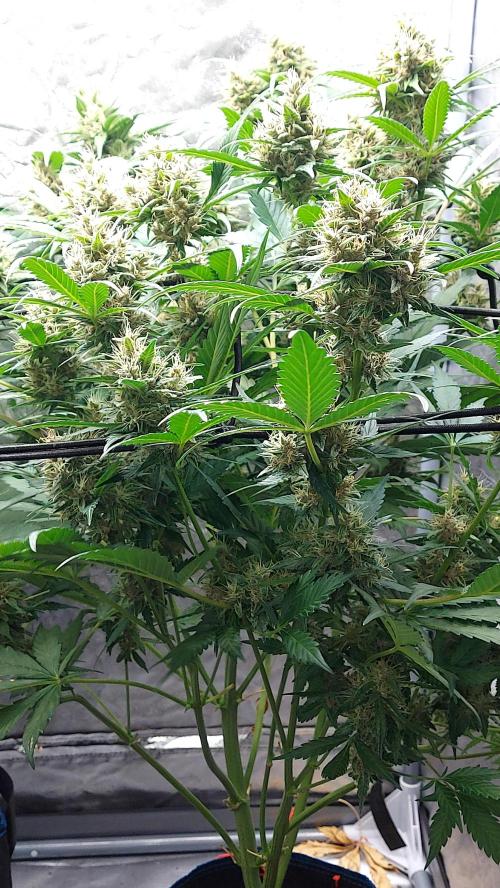 BABOUCH frostbanger ( essais Autopots, ). Week 8