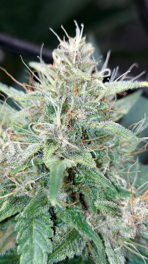 BABOUCH frostbanger ( essais Autopots, ). Week 8