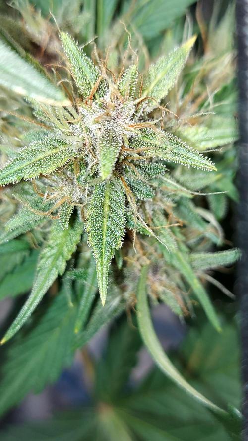 BABOUCH frostbanger ( essais Autopots, ). Week 8