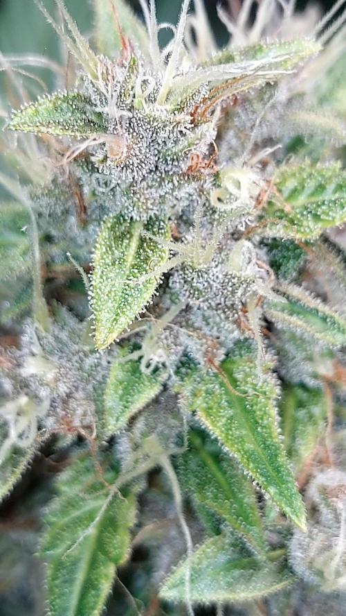 BABOUCH frostbanger ( essais Autopots, ). Week 8