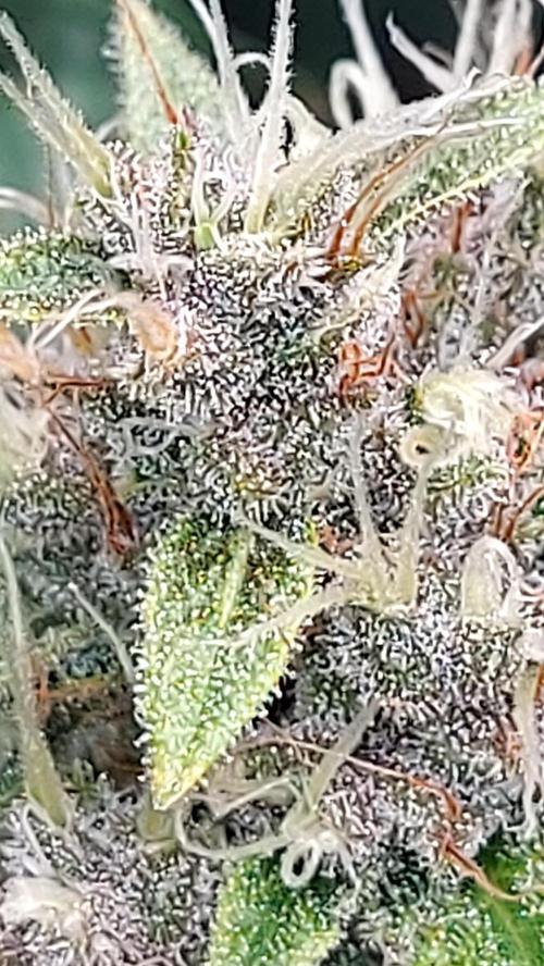 BABOUCH frostbanger ( essais Autopots, ). Week 8